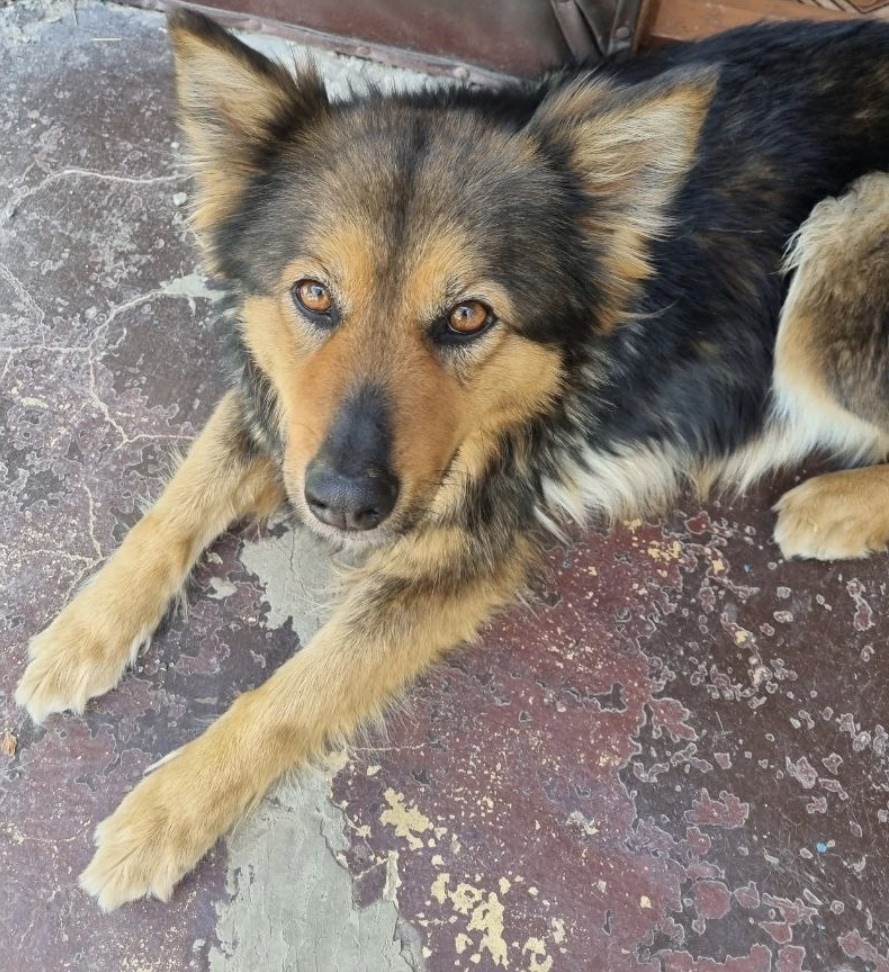 Пропала собака в Симферополе — фото объявления