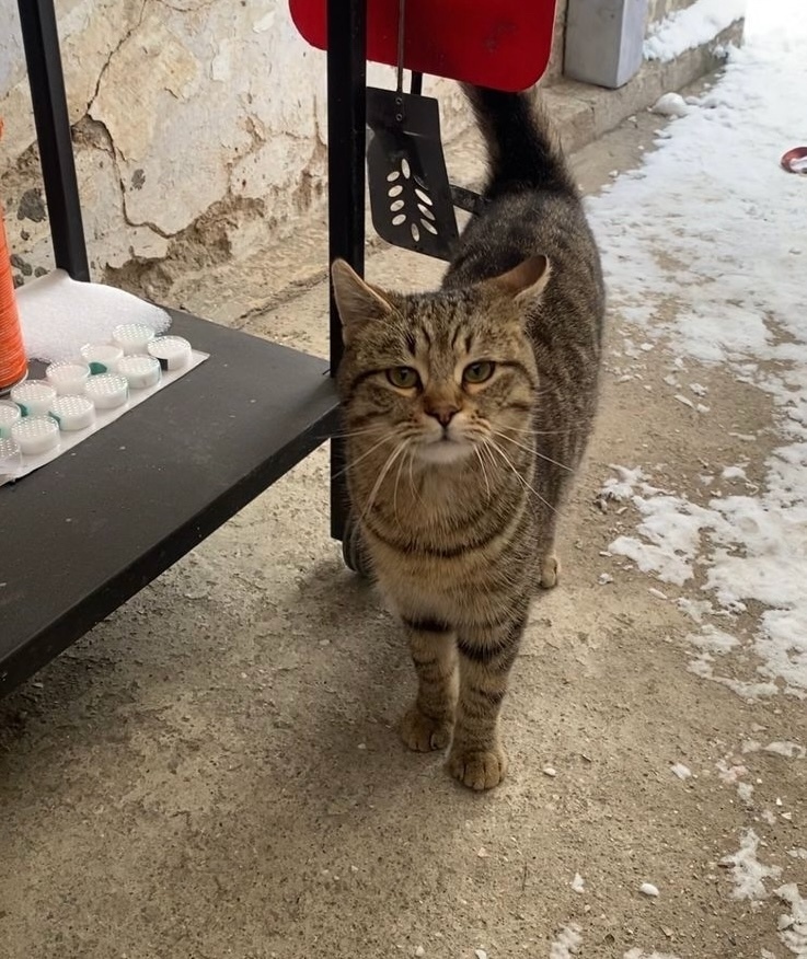 Пропала кошка в Симферополе — фото объявления