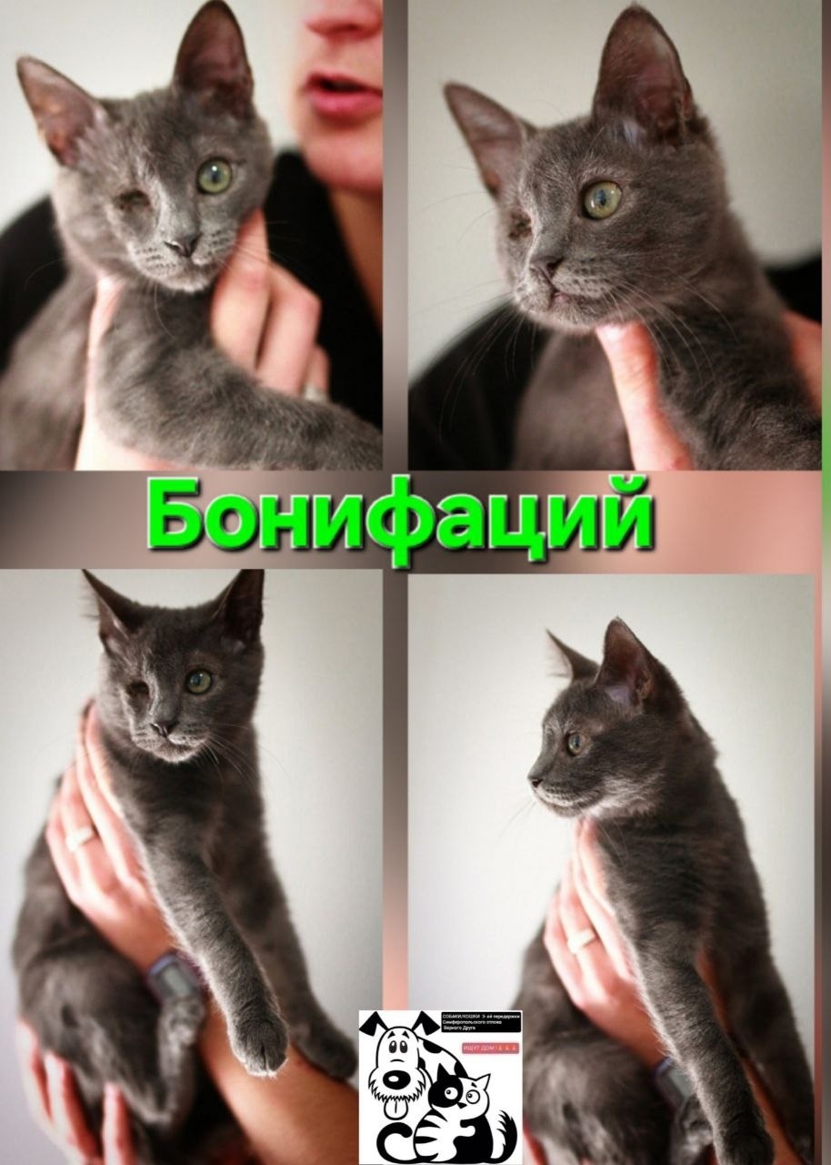 Пропала кошка в Симферополе — фото объявления