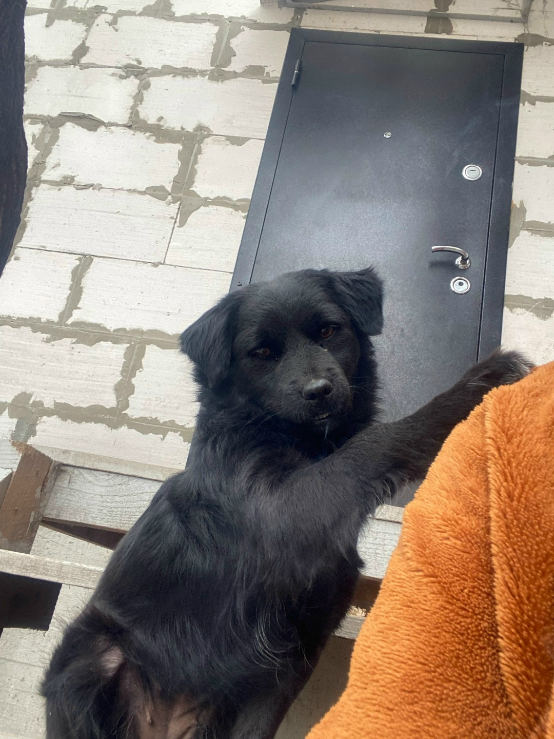 Пропала собака в Симферополе — фото объявления