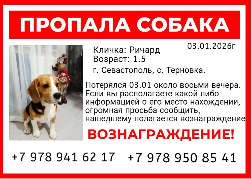 Пропала собака в Симферополе — фото объявления