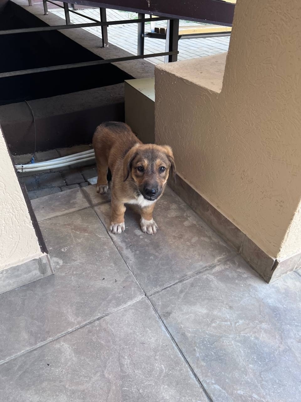 Найдена собака в Симферополе — фото объявления