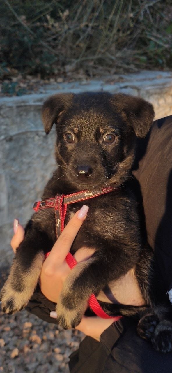 Найдена собака в Симферополе — фото объявления