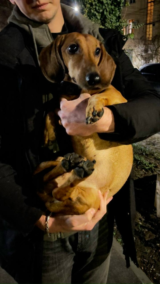 Найдена собака в Симферополе — фото объявления