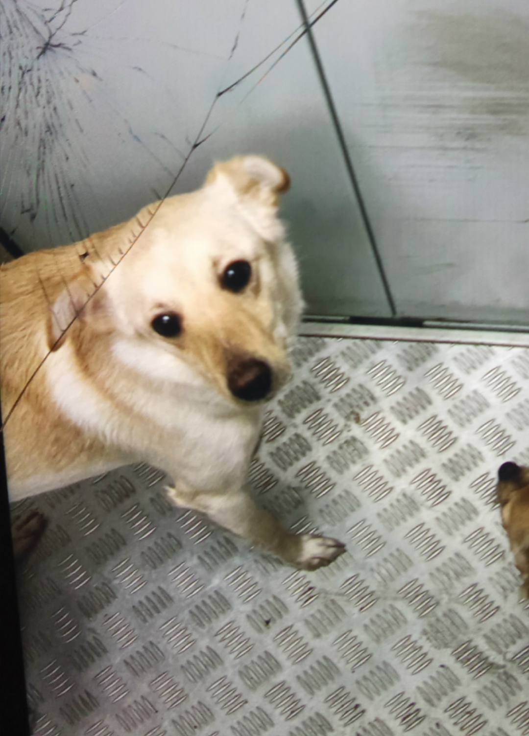 Пропала собака в Симферополе — фото объявления