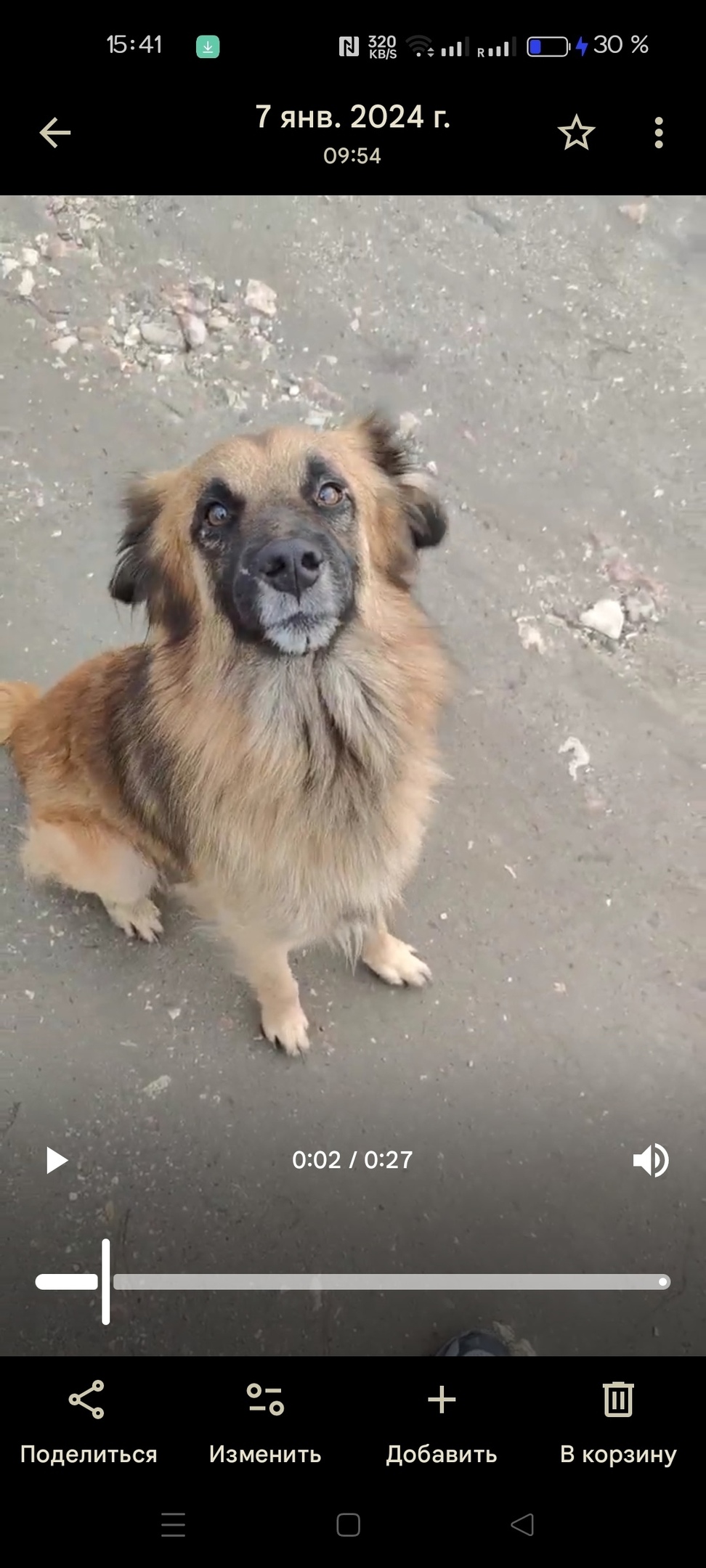 Пропала собака в Симферополе — фото объявления