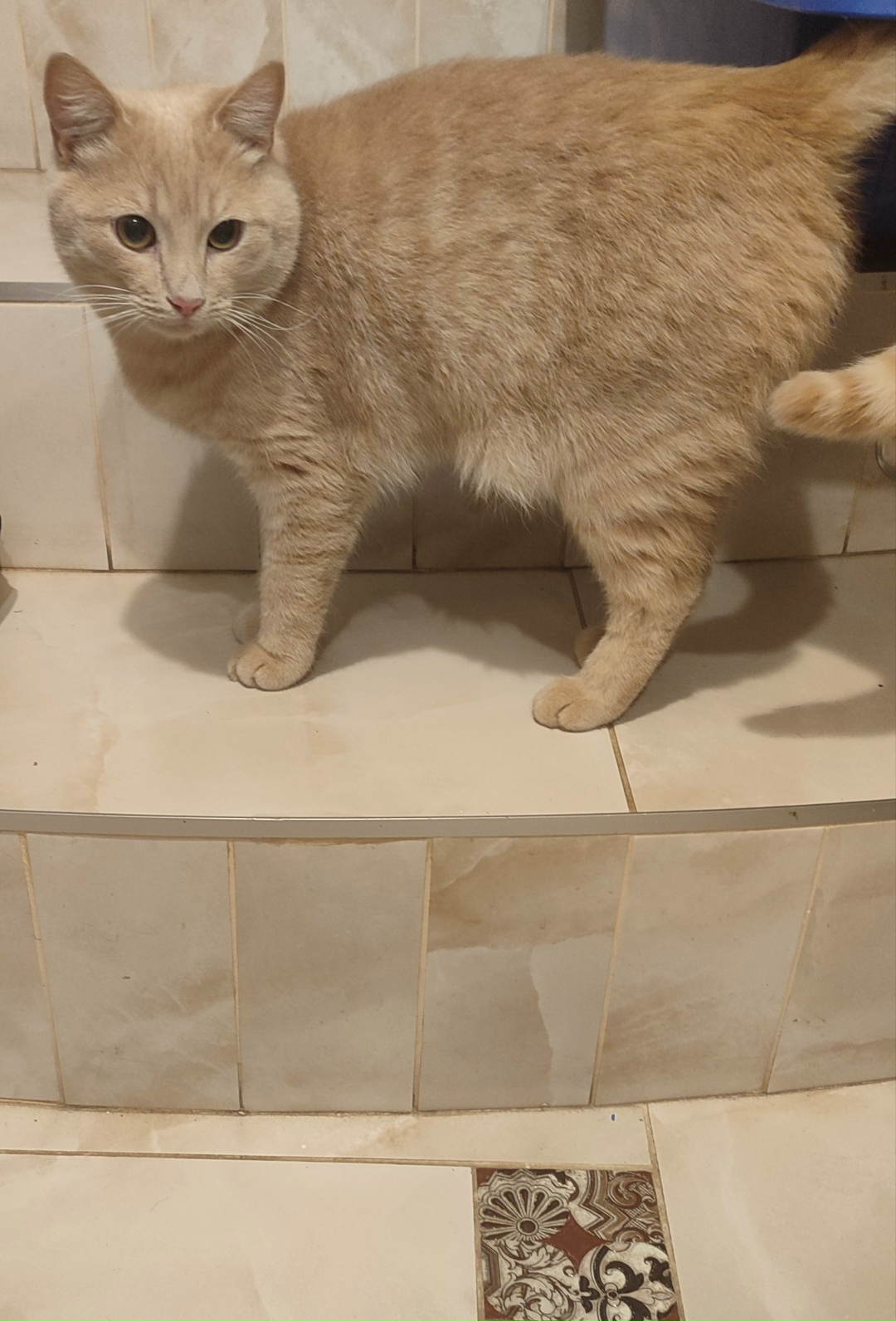 Найдена кошка в Симферополе — фото объявления