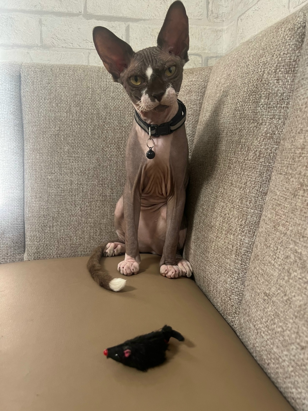 Найдена кошка в Симферополе — фото объявления