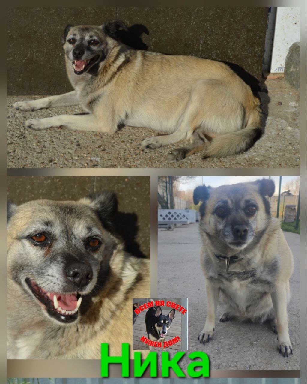 Найдена собака в Симферополе — фото объявления