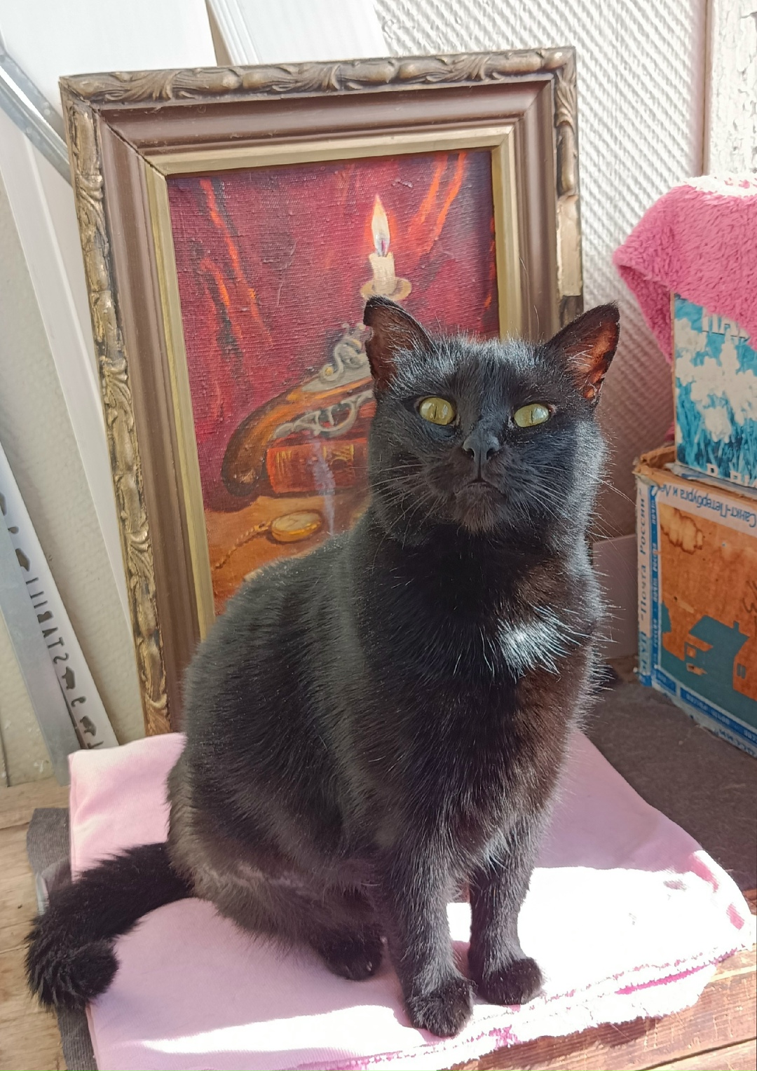 Пропала кошка в Симферополе — фото объявления