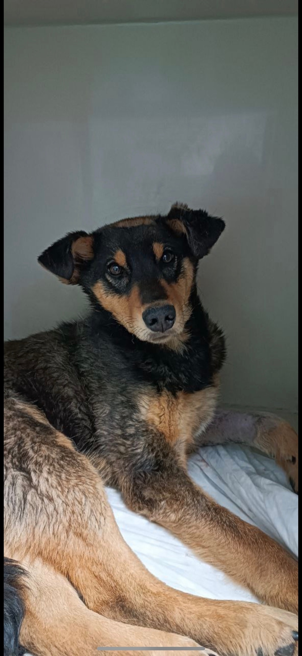 Найдена собака в Симферополе — фото объявления