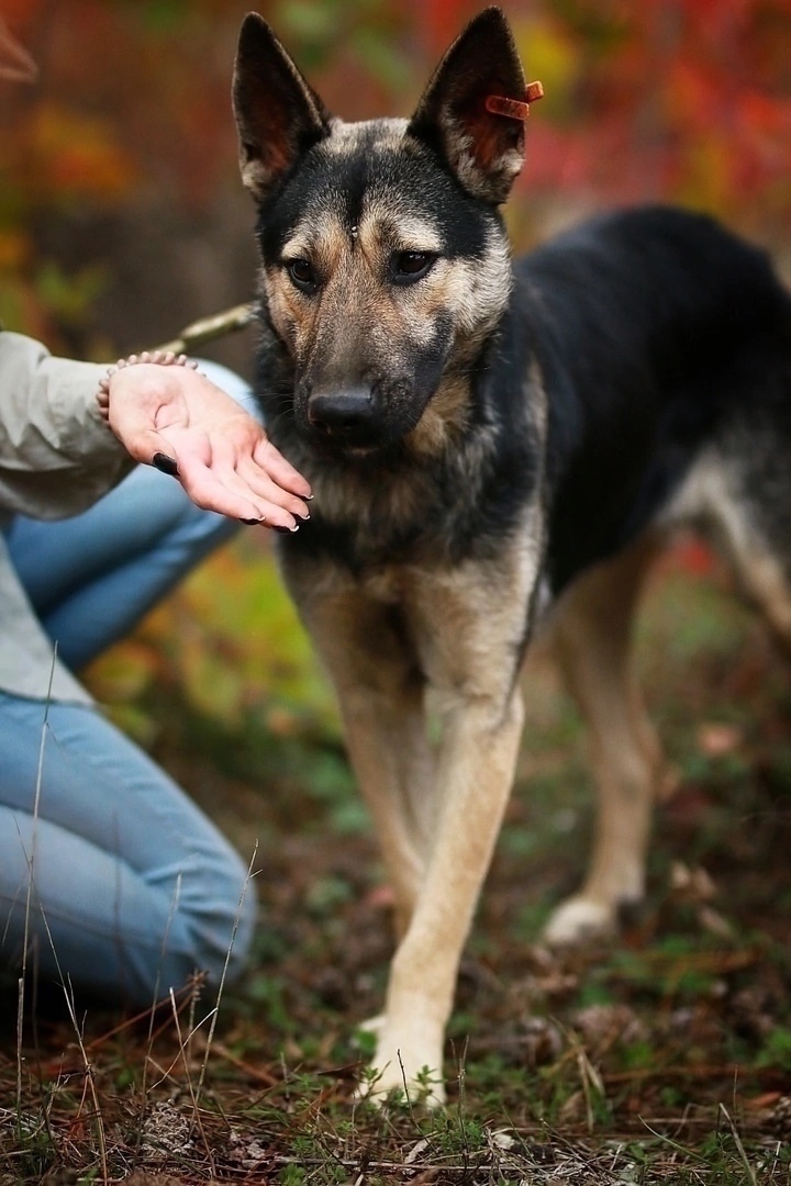 Пропала собака в Симферополе — фото объявления