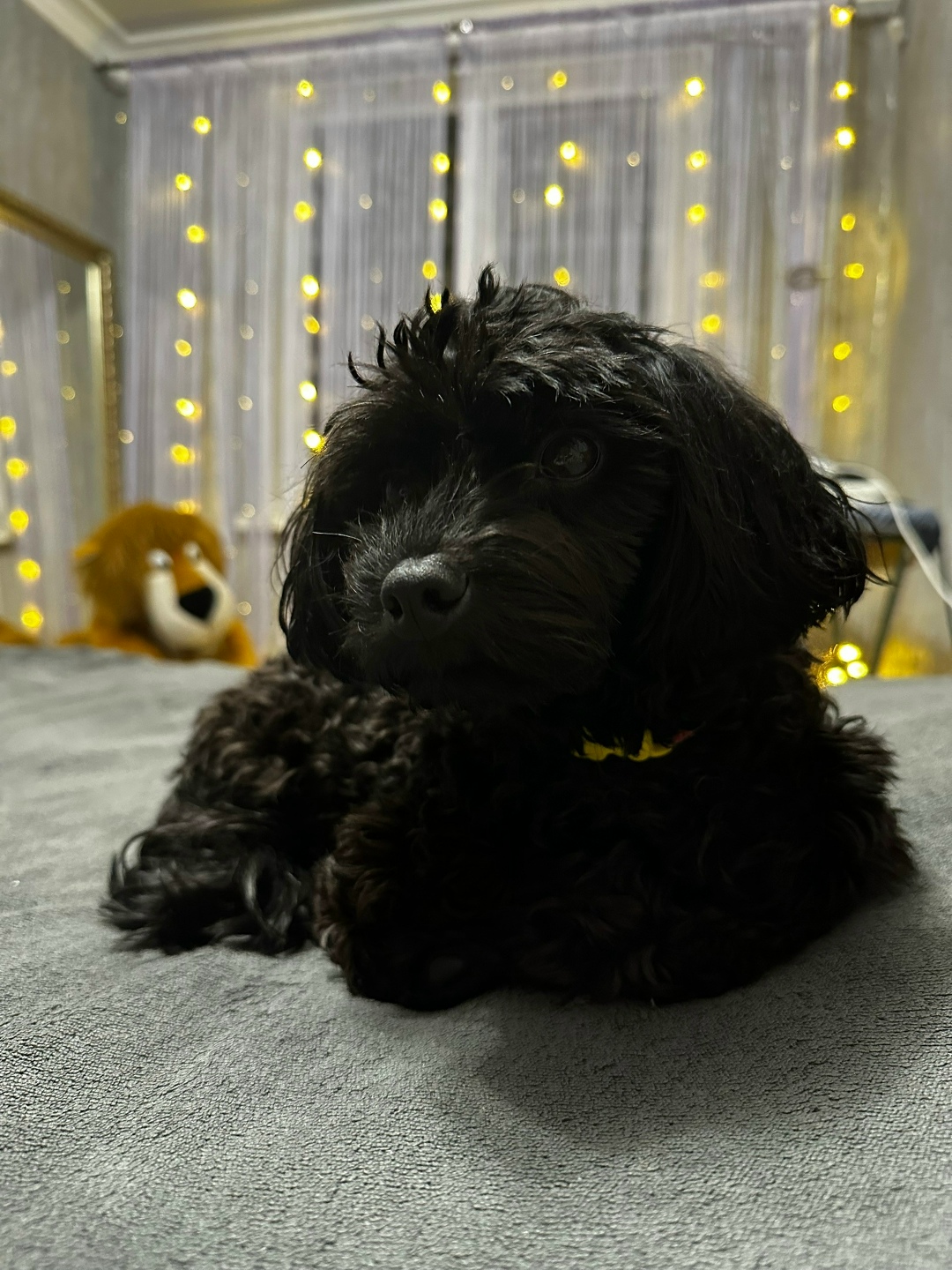 Пропала собака в Симферополе — фото объявления