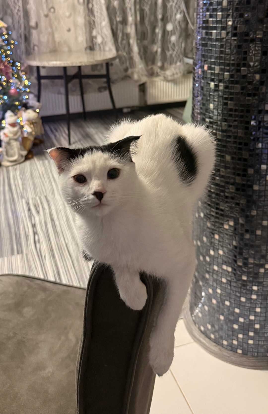 Пропала кошка в Симферополе — фото объявления