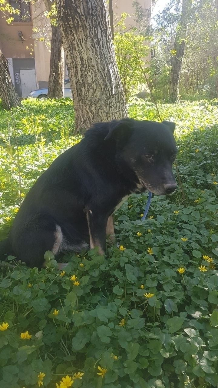 Пропала собака в Симферополе — фото объявления