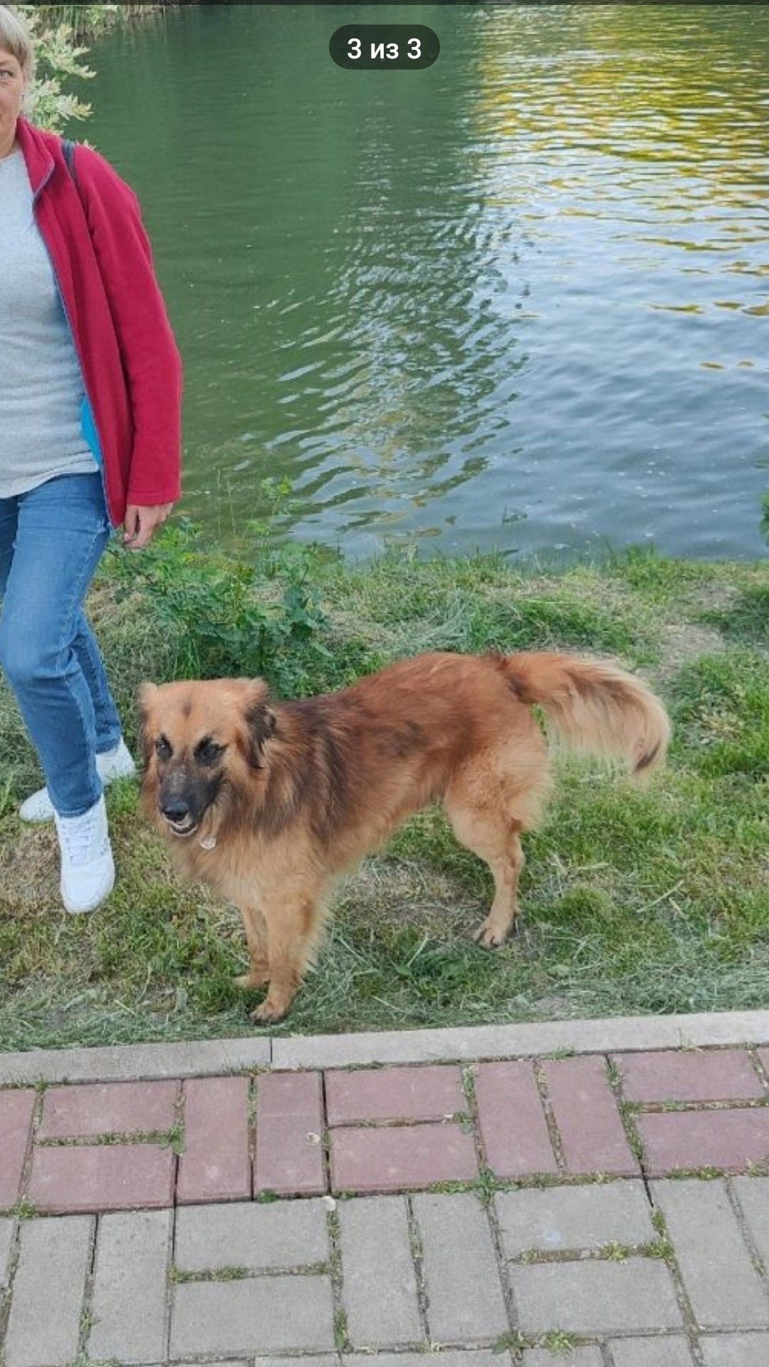 Пропала собака в Симферополе — фото объявления