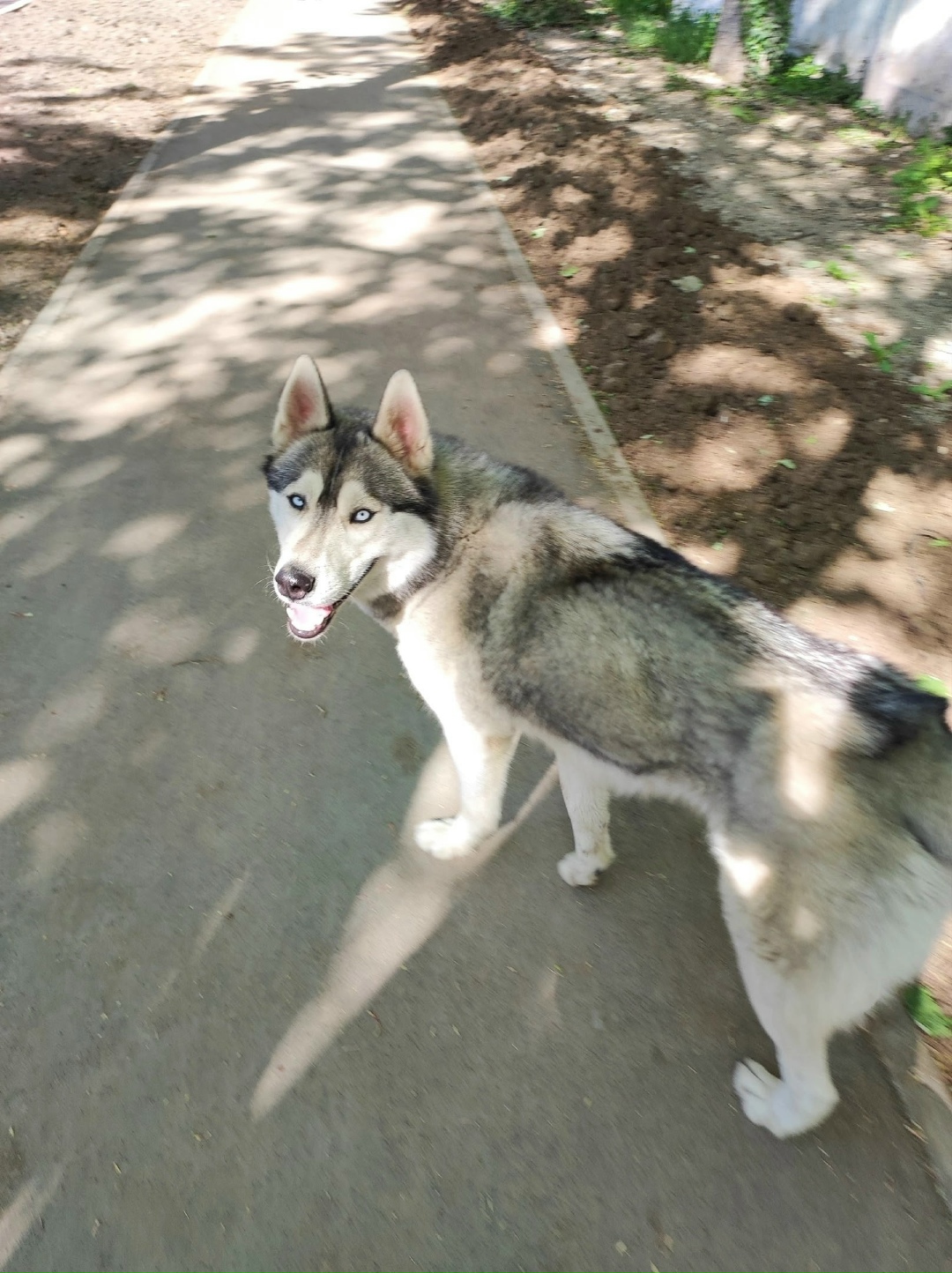 Пропала собака в Симферополе — фото объявления