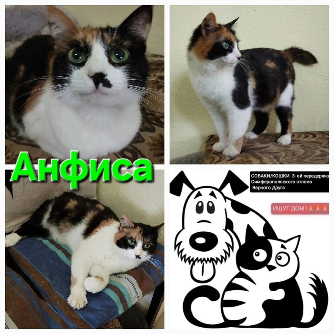 Найдена кошка в Симферополе — фото объявления