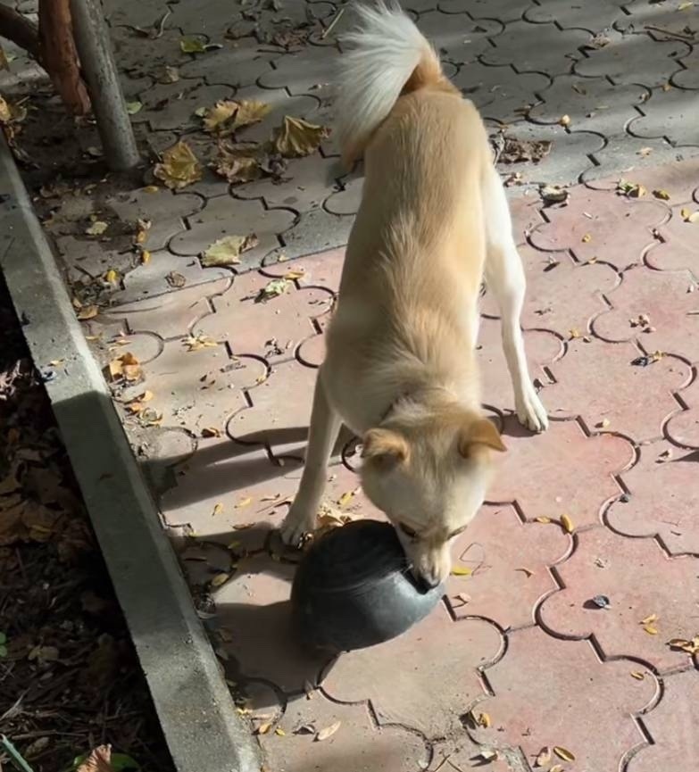 Пропала собака в Симферополе — фото объявления