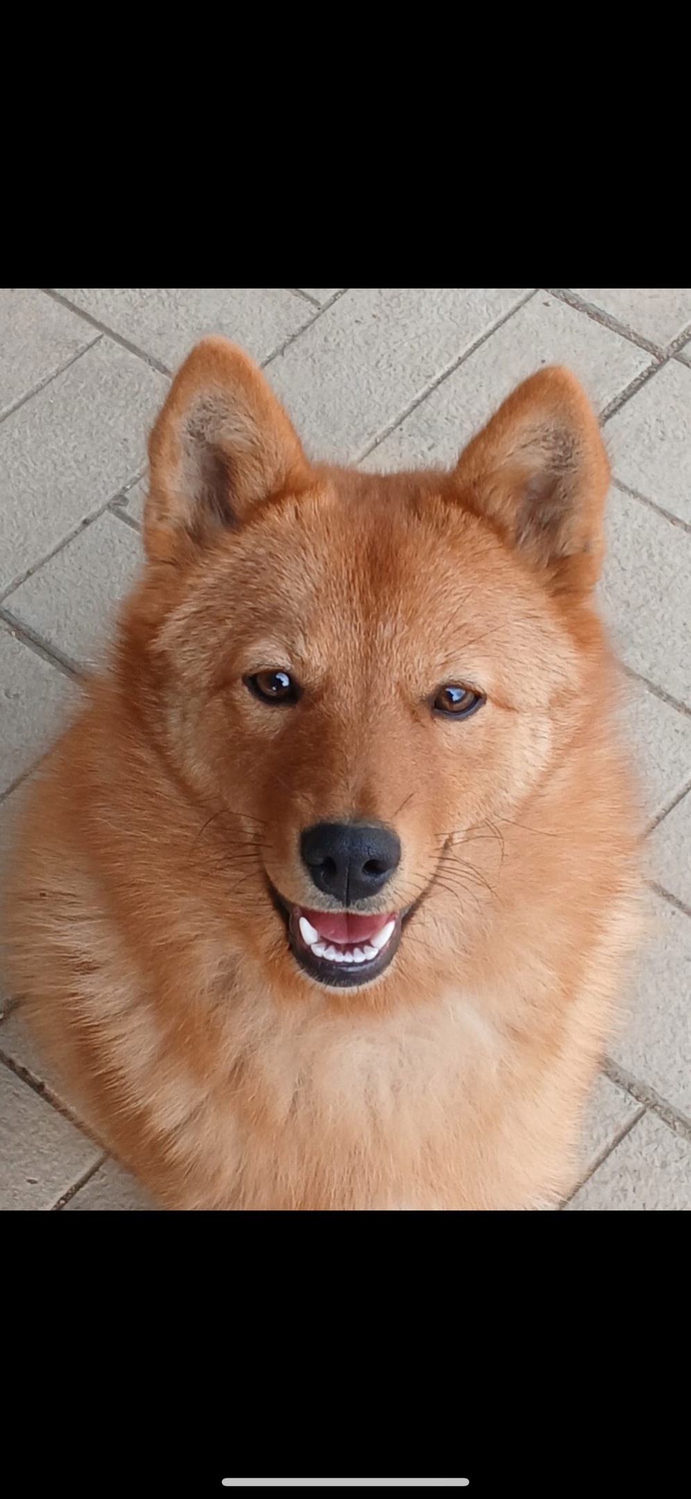 Пропала собака в Симферополе — фото объявления