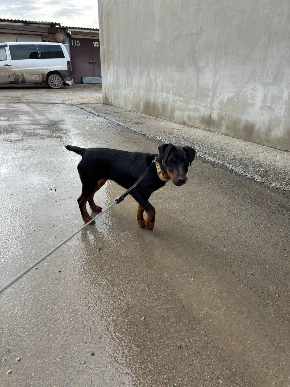 Найдена собака в Симферополе — фото объявления