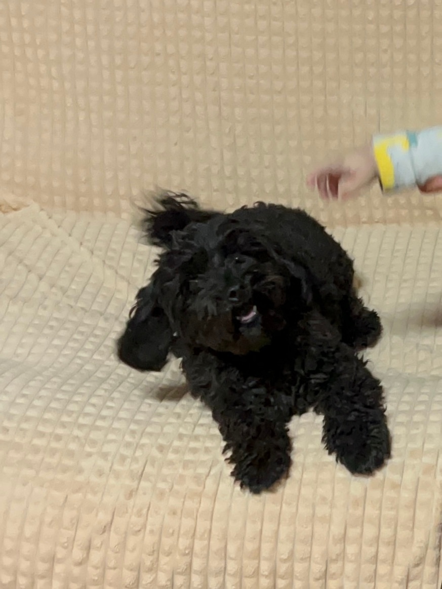 Пропала собака в Симферополе — фото объявления