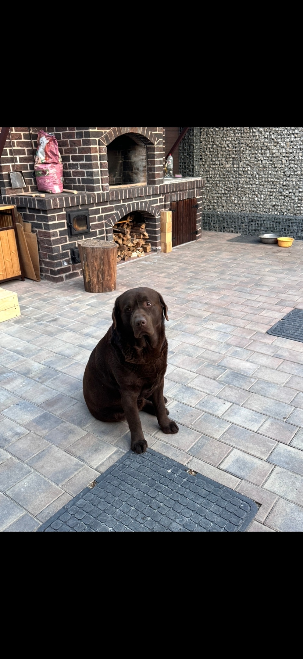 Пропала собака в Симферополе — фото объявления