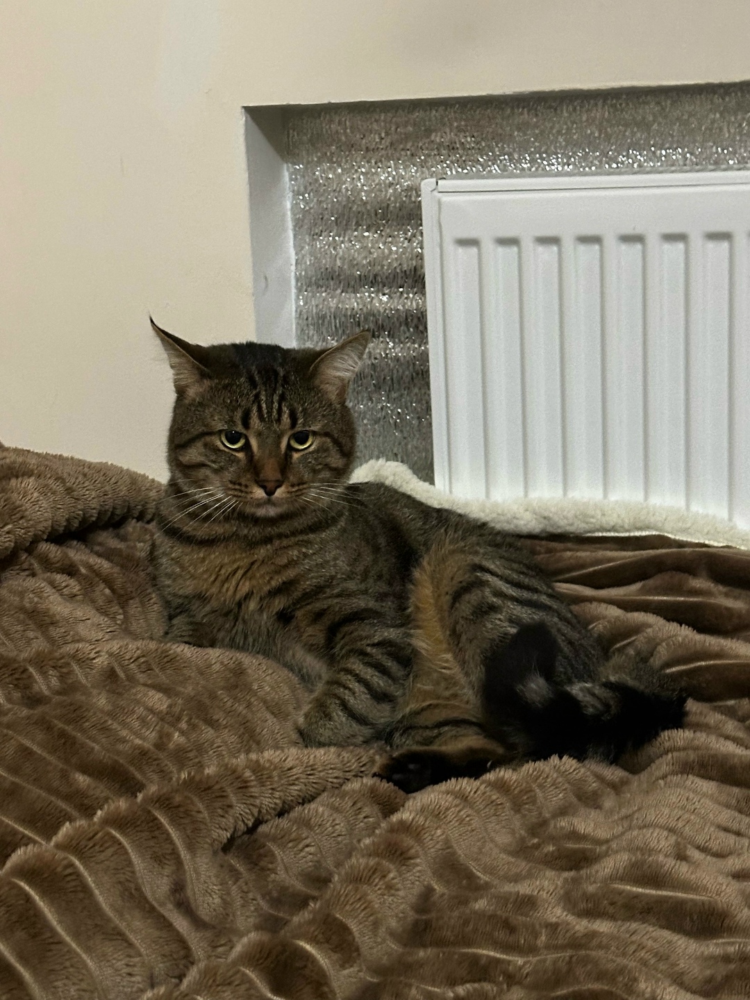 Пропала собака в Симферополе — фото объявления