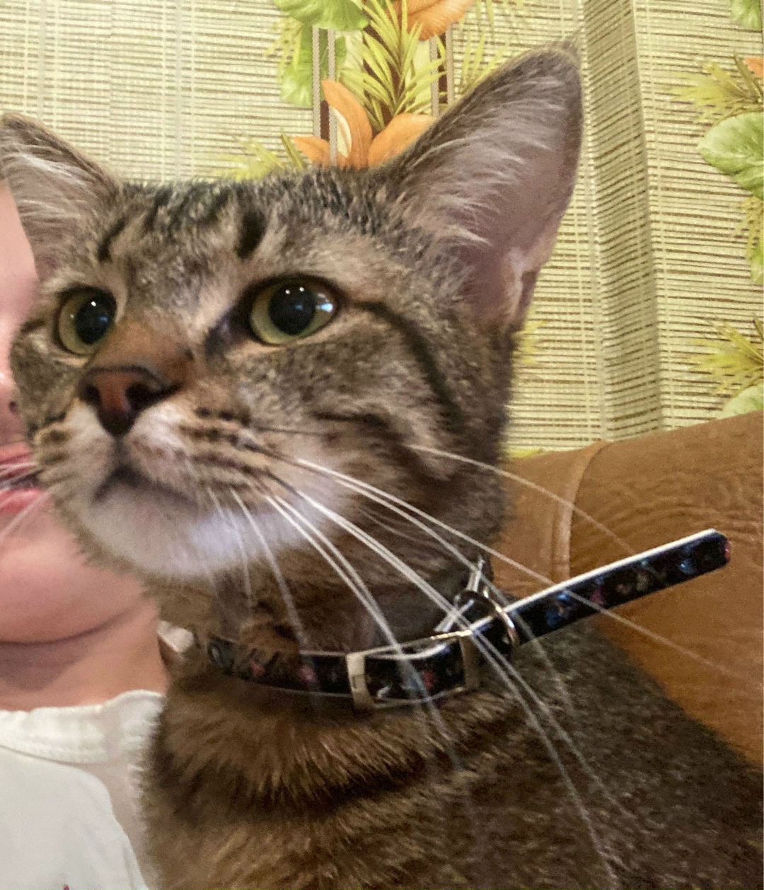 Пропала кошка в Симферополе — фото объявления