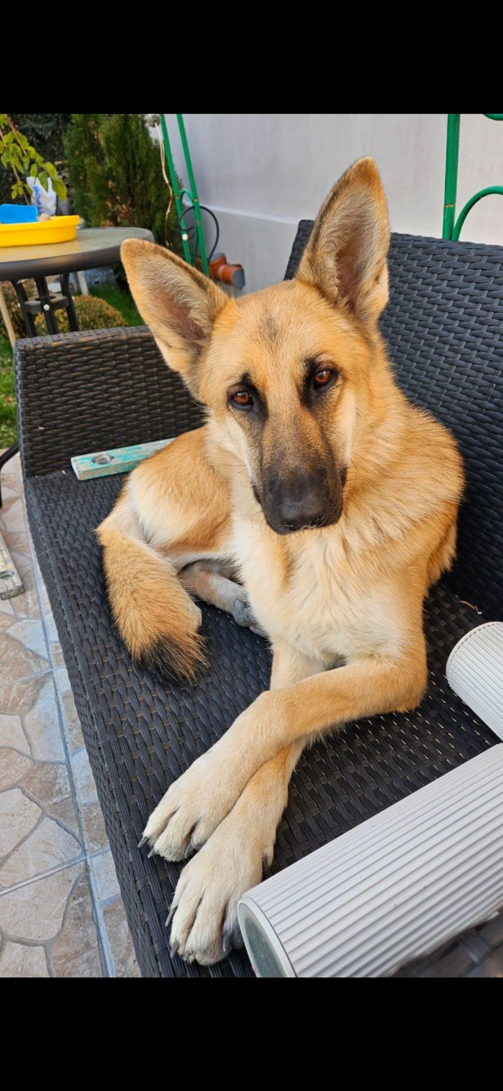 Найдена собака в Симферополе — фото объявления