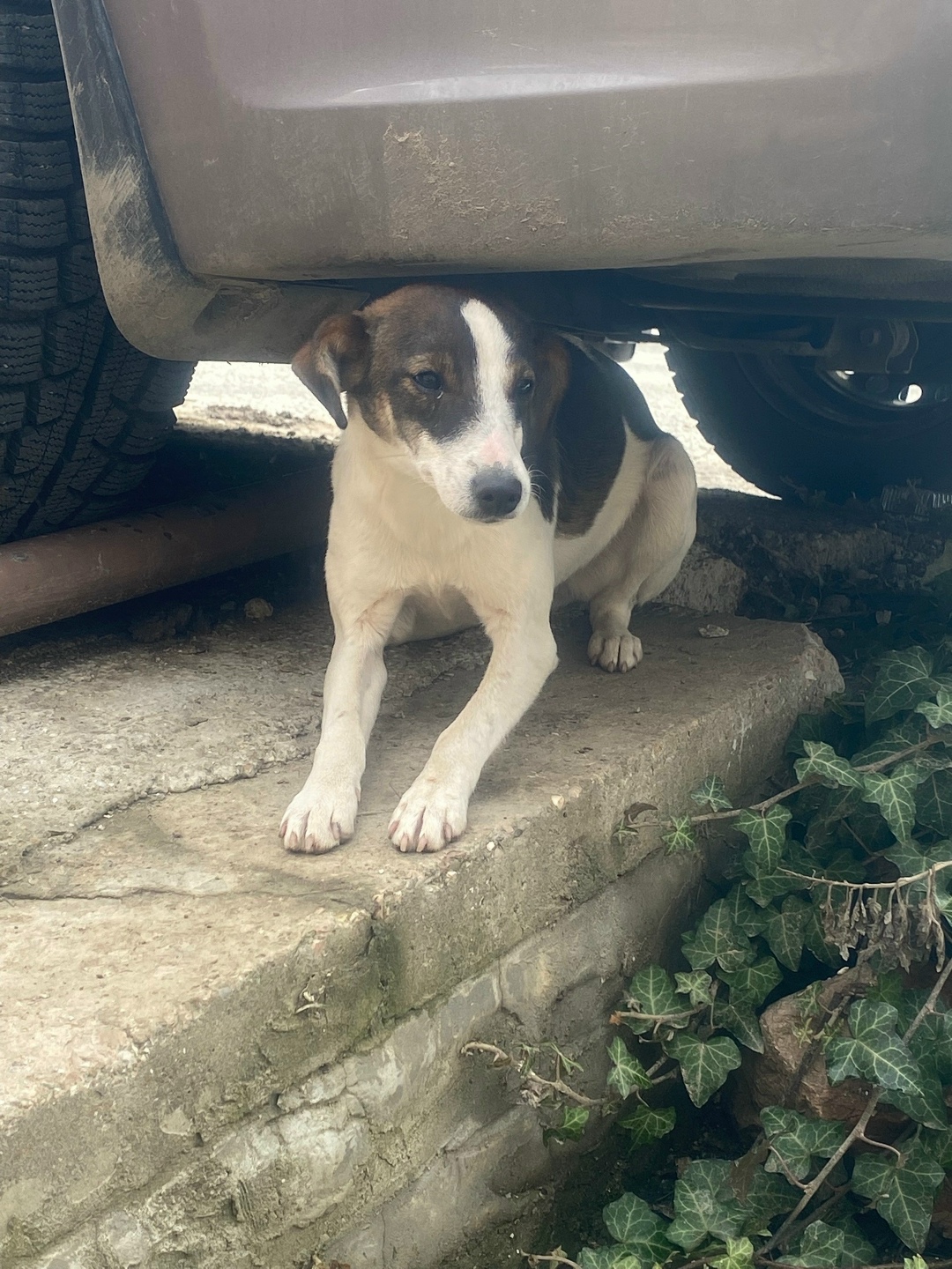 Найдена собака в Симферополе — фото объявления