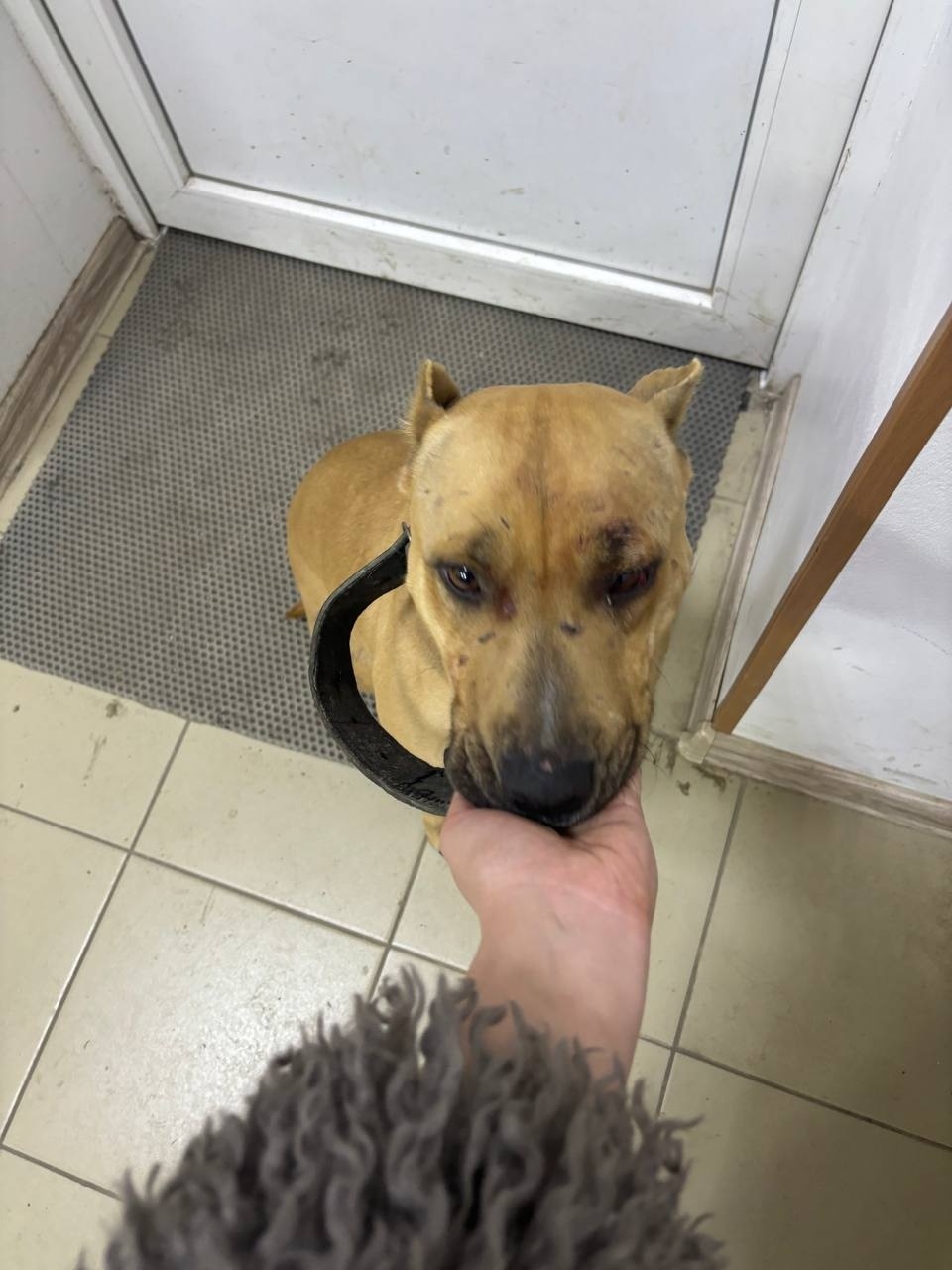 Найдена собака в Симферополе — фото объявления