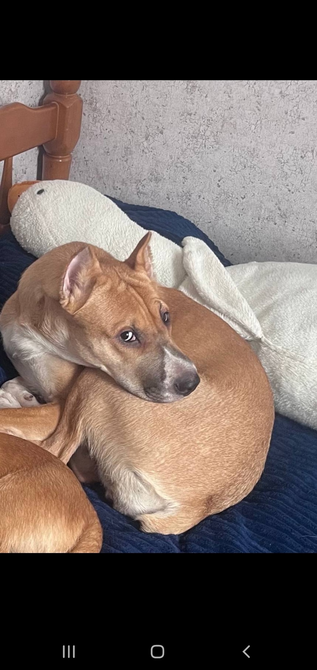 Пропала собака в Симферополе — фото объявления