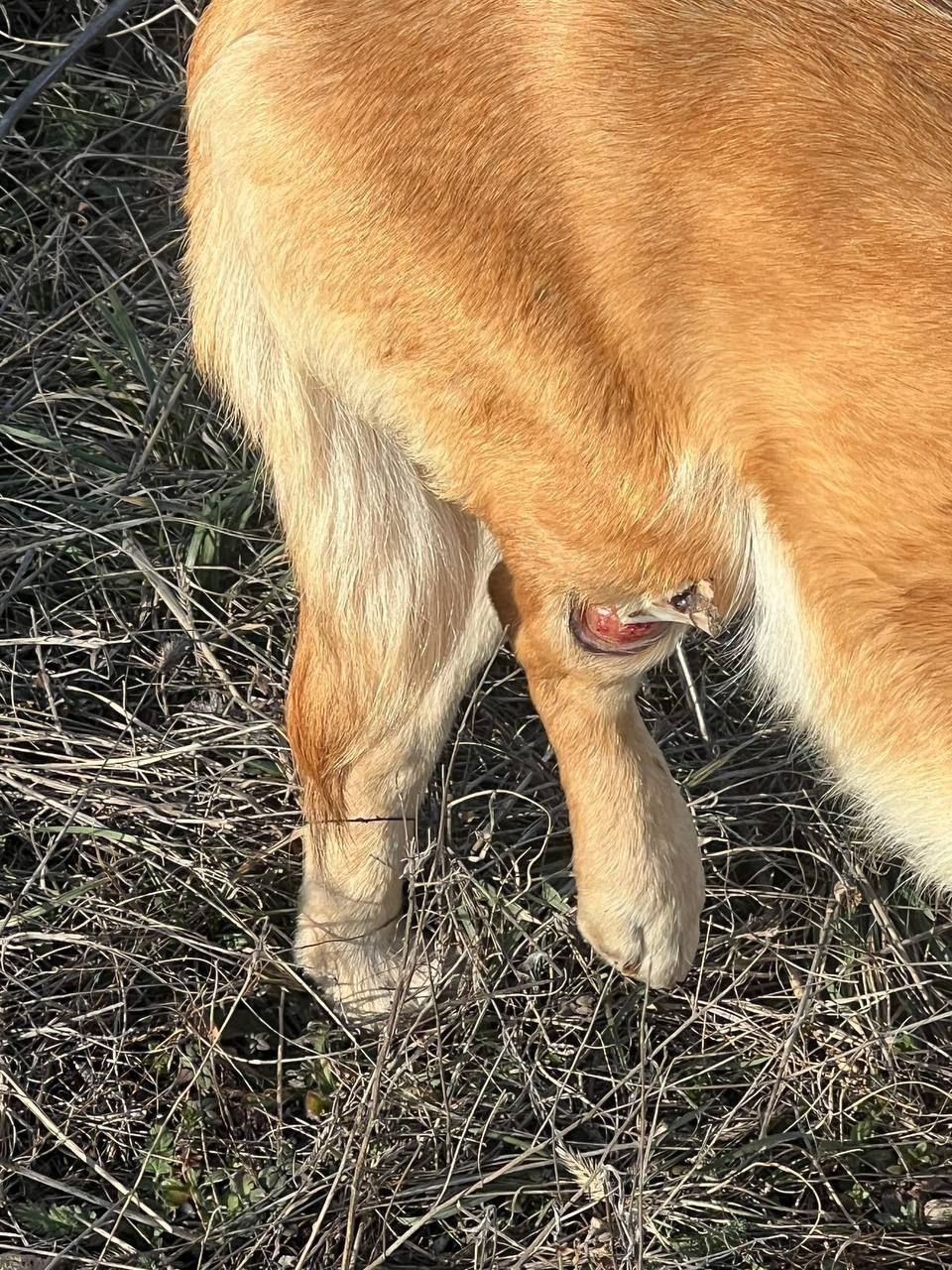 Найдена собака в Симферополе — фото объявления