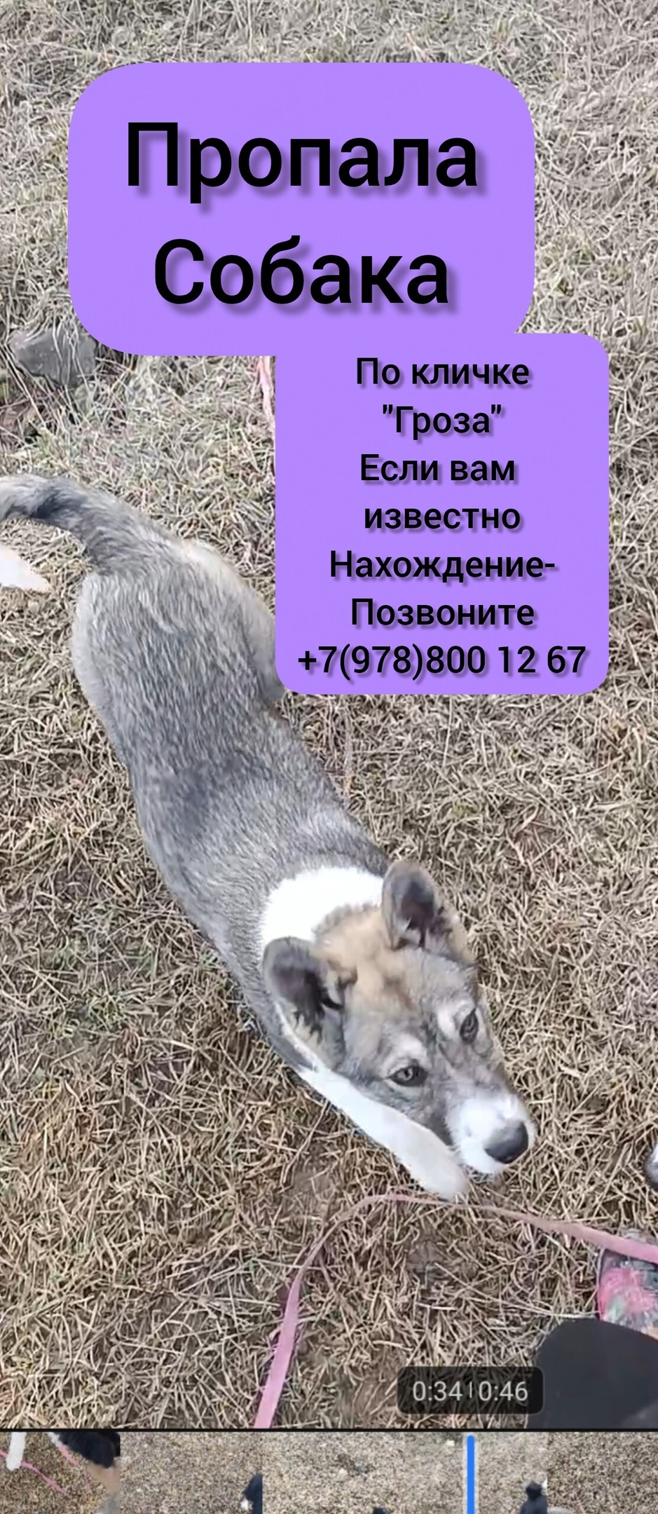 Пропала собака в Симферополе — фото объявления