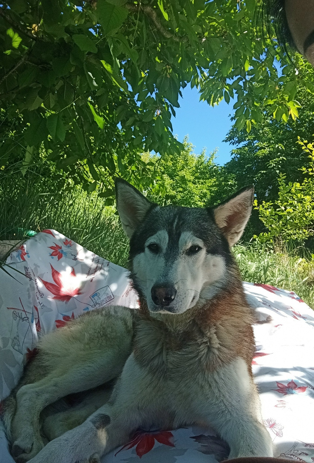 Пропала собака в Симферополе — фото объявления