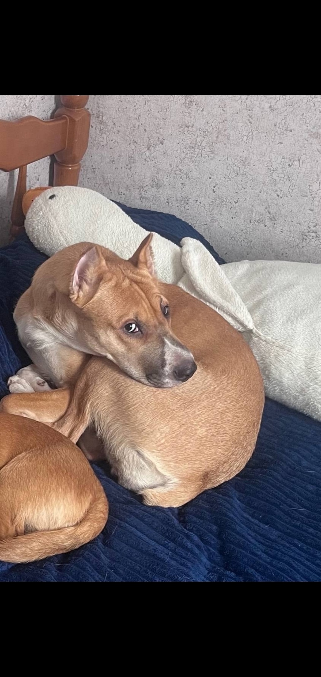 Пропала собака в Симферополе — фото объявления