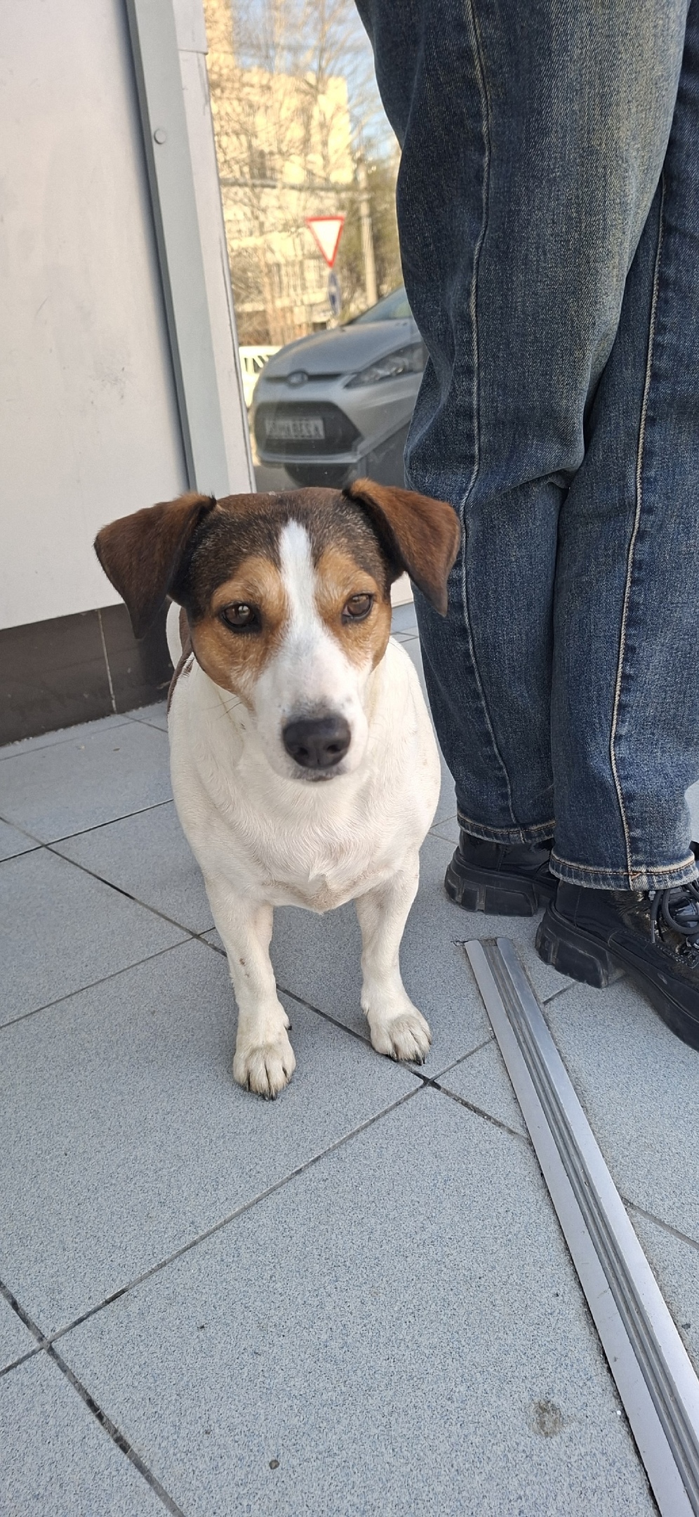 Найдена собака в Симферополе — фото объявления