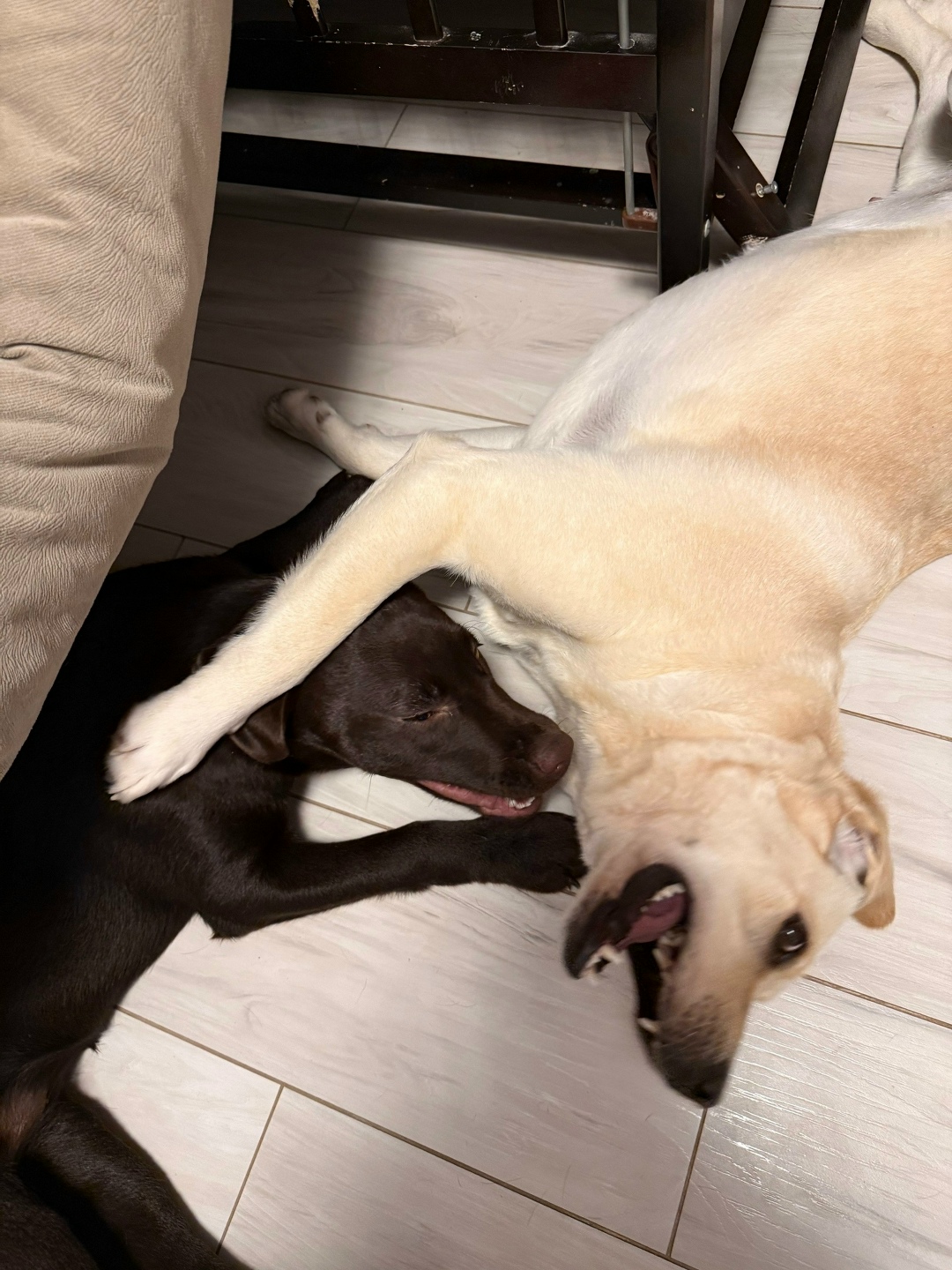 Пропала собака в Симферополе — фото объявления