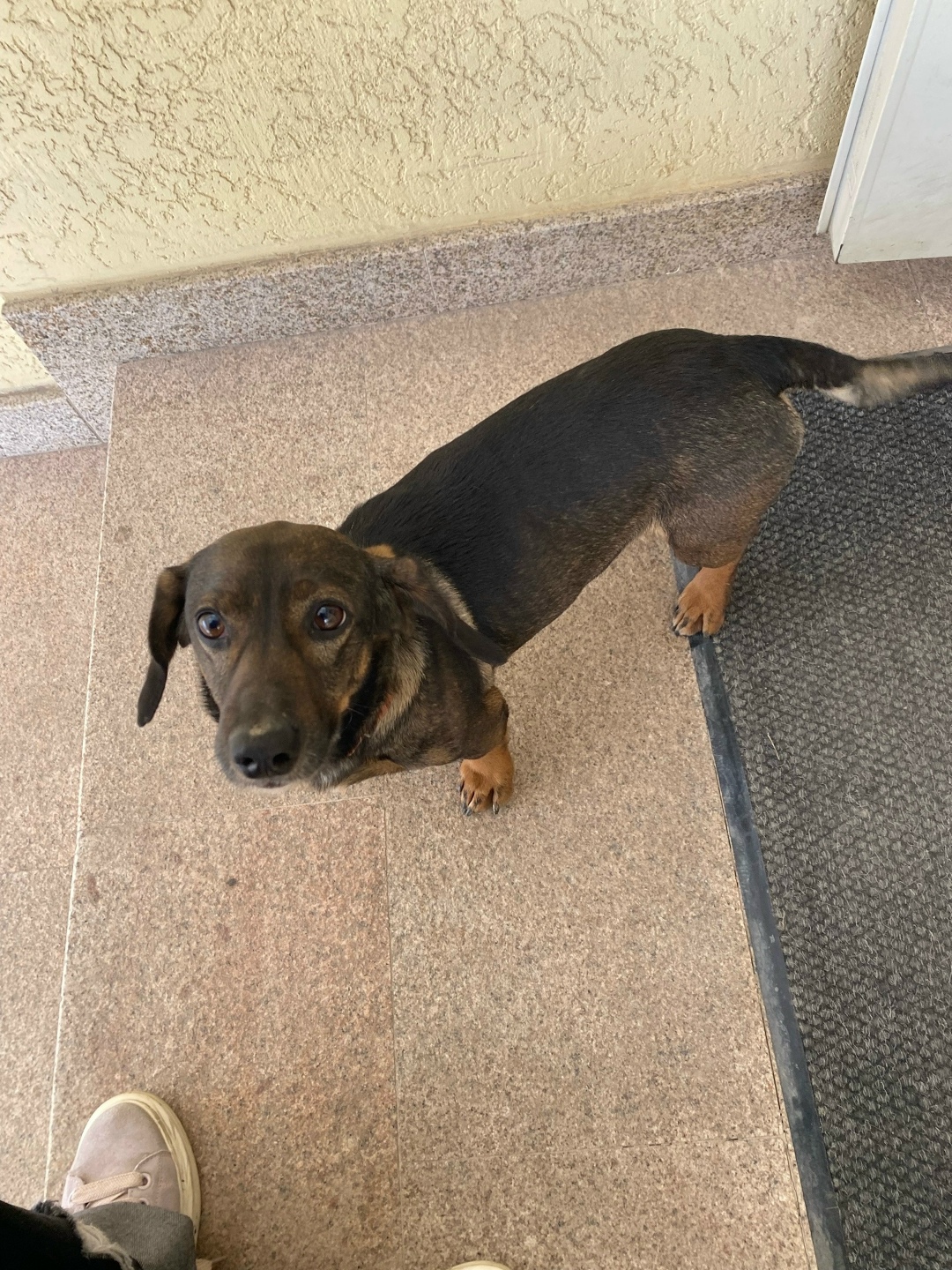 Найдена собака в Симферополе — фото объявления