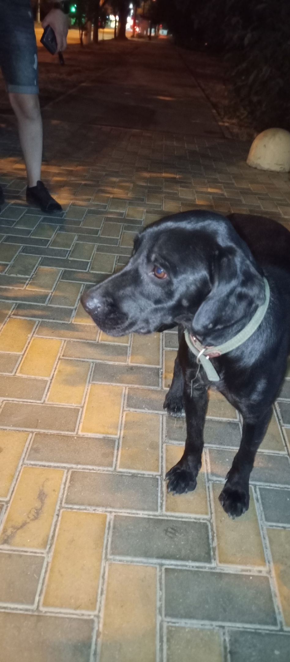 Найдена собака в Симферополе — фото объявления