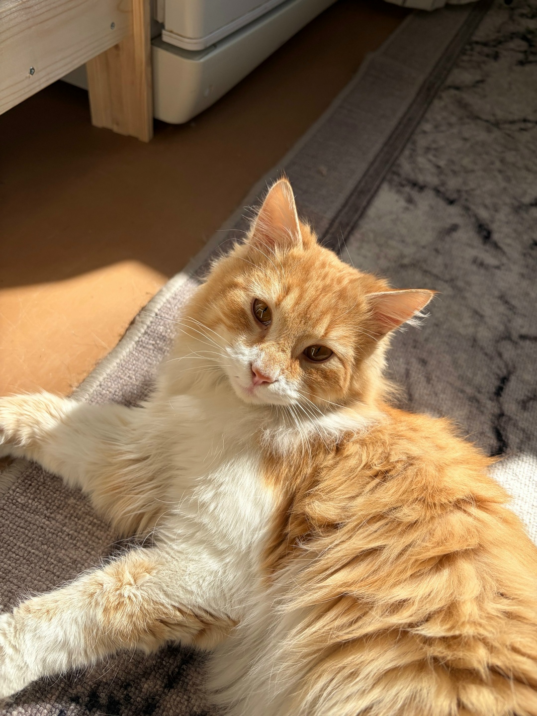 Найдена собака в Симферополе — фото объявления