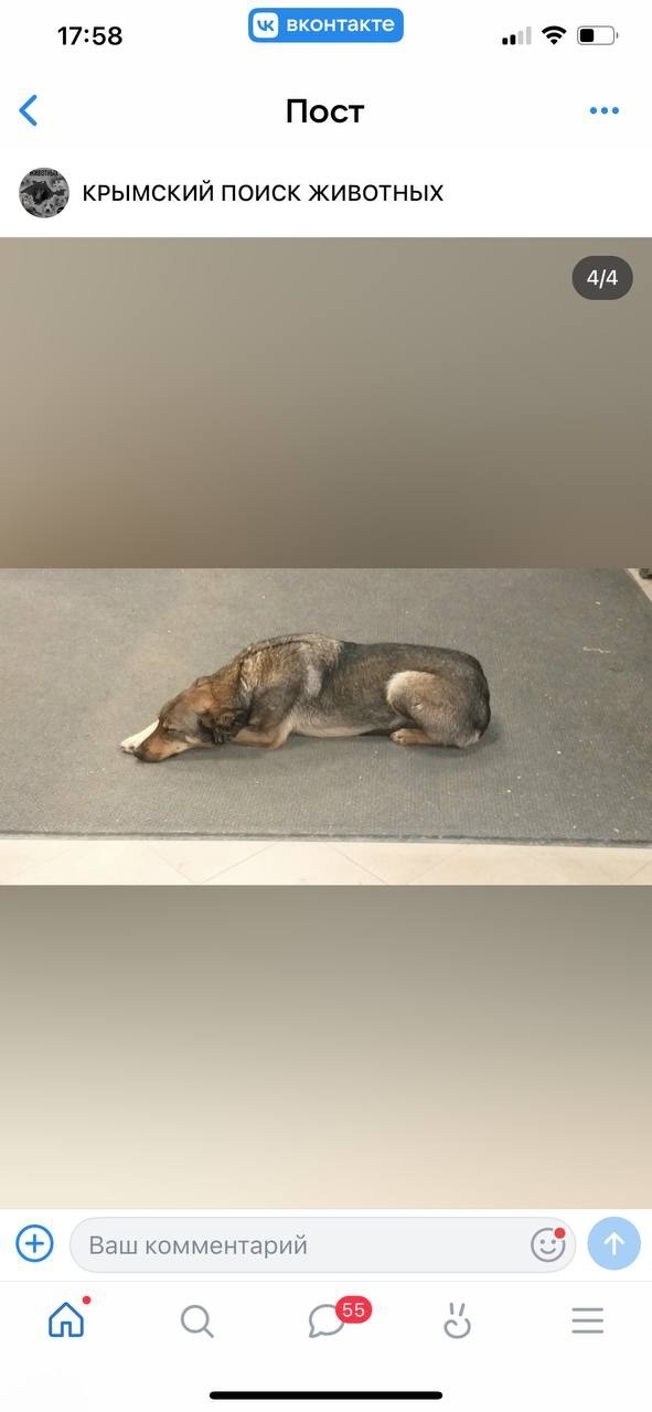 Найдена собака в Симферополе — фото объявления