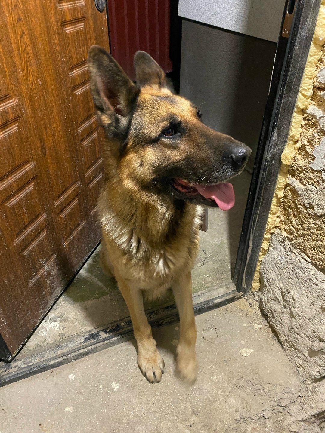 Найдена собака в Симферополе — фото объявления