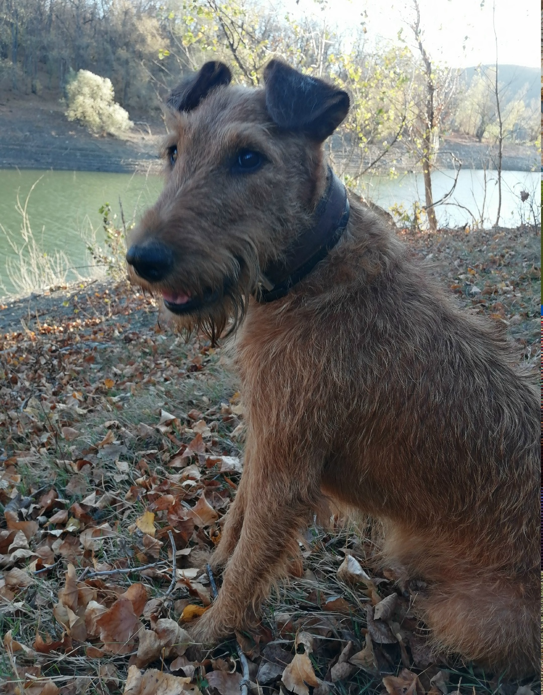 Пропала собака в Симферополе — фото объявления