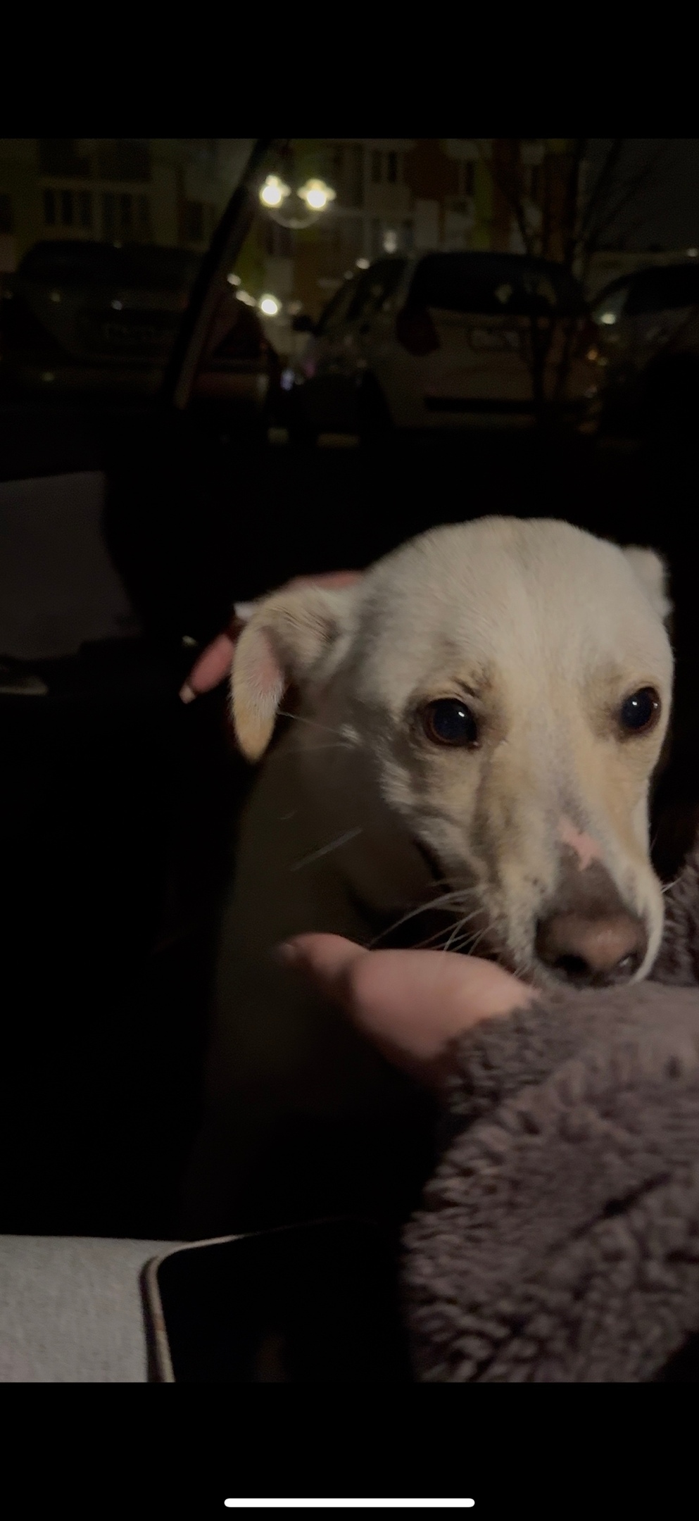 Пропала собака в Симферополе — фото объявления