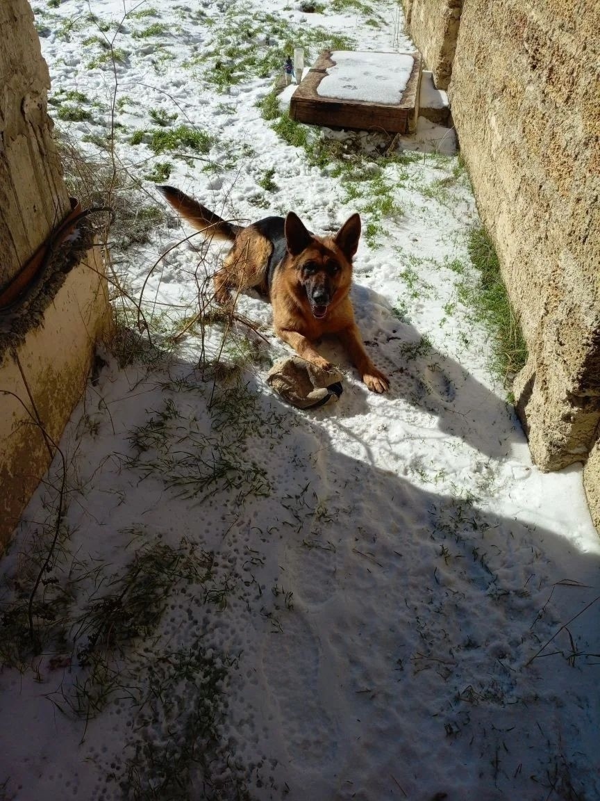 Пропала собака в Симферополе — фото объявления