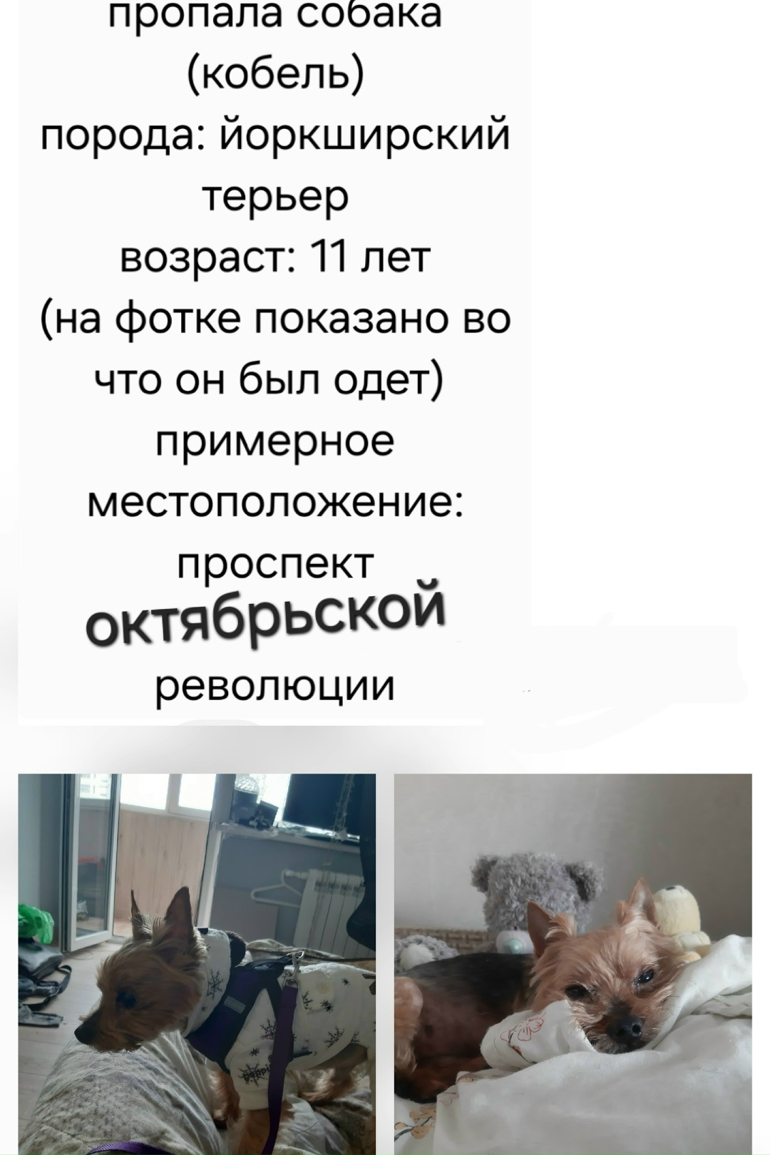 Найдена собака в Симферополе — фото объявления