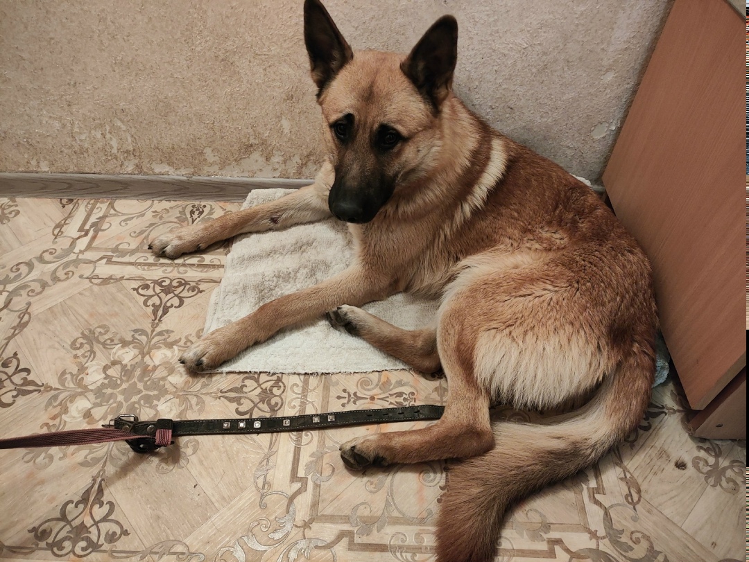 Найдена собака в Симферополе — фото объявления