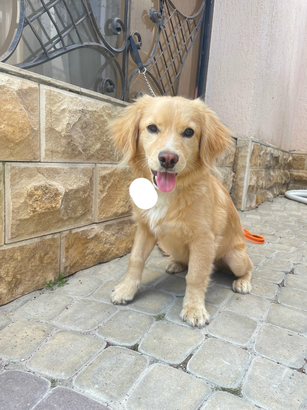 Найдена собака в Симферополе — фото объявления